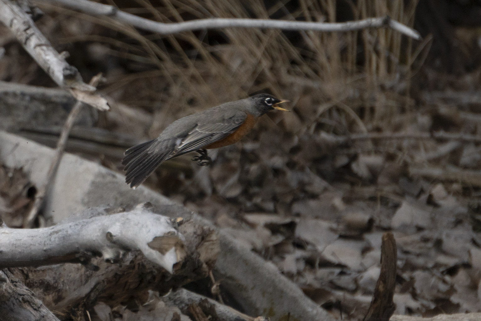 A robin takes a lunge with beak open